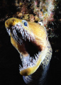 Fangtooth moray eel in a night dive 